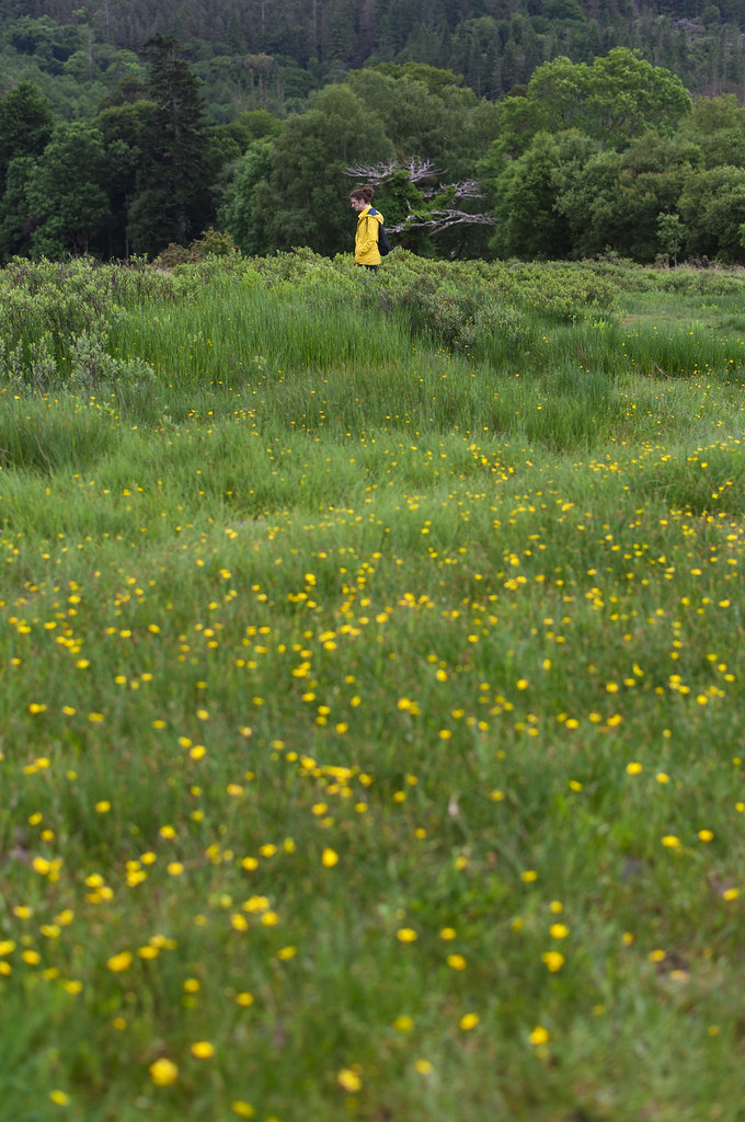 A person in yellow in the distance with a field of small yellow flowers in the front.