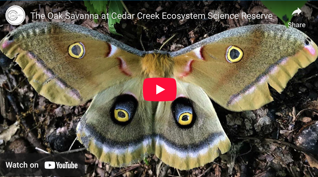 Cedar Creek Ecosystem Video