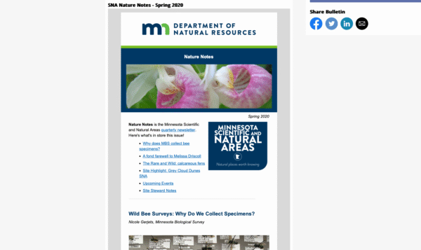 Email newsletter screenshot